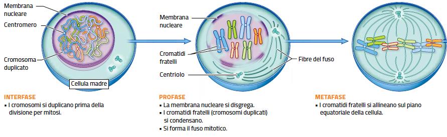 5. La mitosi e la citodieresi /1 Durante la mitosi, con l aiuto delle fibre del