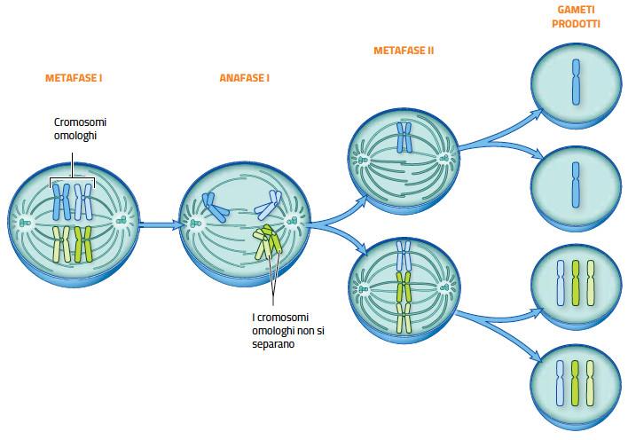 15. Le anomalie del cariotipo Nella meiosi possono verificarsi errori nelle fasi di separazione degli omologhi o dei cromatidi.