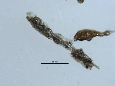 Da un punto di vista morfoscopico i sideromelani, trasparenti e di colore giallino, si presentano sia allungati e con superficie fluidale (Figura 6a) che vescicolati con forme più o meno irregolari