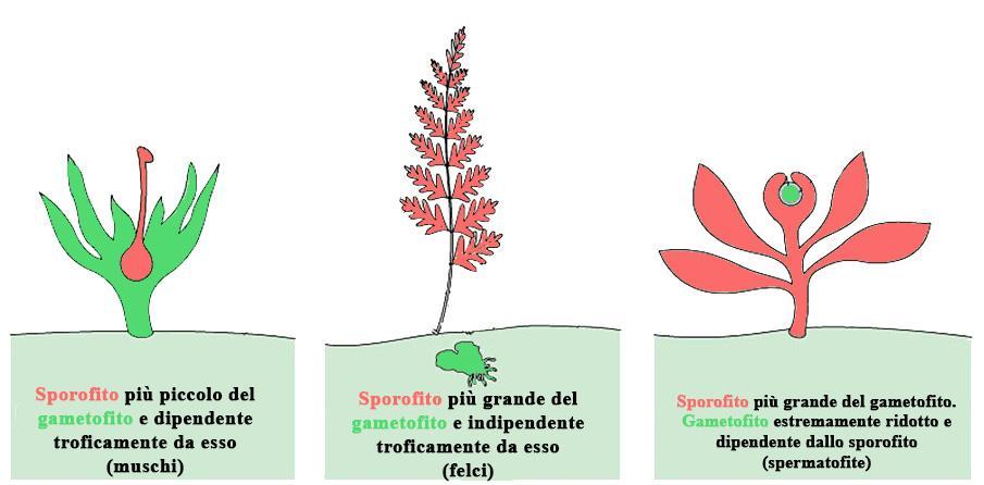 Strette connessioni trofiche fra le due generazioni che sono pressocché assenti nelle alghe e diventano sempre più strette nelle piante terrestri.