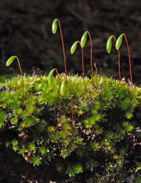 vegetativa dominante è il GAMETOFITO (aploide).