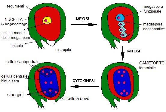OVULO E GAMETOFITO FEMMINILE L OVULO (da non confondere con il gamete femminile, che nelle piante