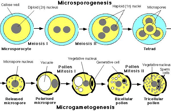 microgametogenesi Nelle angiosperme il gametoffito maschile maturo è formato da 3