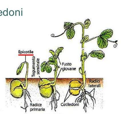 Germinazione ipogea del pisello