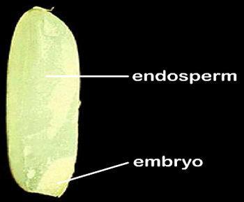 Cotiledoni (embrione, 2n) =