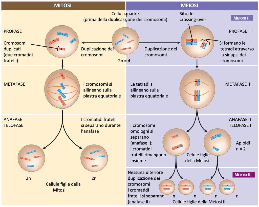 MITOSI e MEIOSI Eventi di divisione cellulare che portano alla formazione di cellule figlie con un corredo cromosomico uguale alla cellula madre (MITOSI) o con un numero di