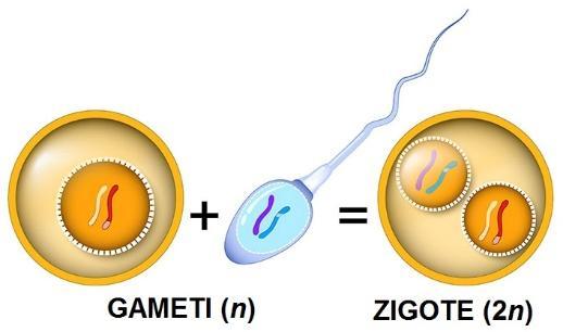 RIPRODUZIONE SESSUATA consiste nell unione di due cellule specializzate (GAMETI) GAMIA Durante la quale avviene la fusione del loro contenuto n n PLASMOGAMIA + CARIOGAMIA 2n Il risultato della gamia