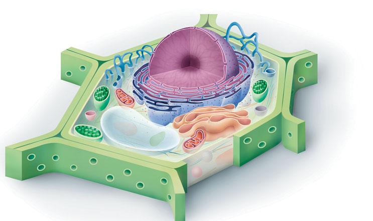 UNITÀ 2. All interno delle cellule In alcuni casi le cellule vegetali sono dotate di flagelli.