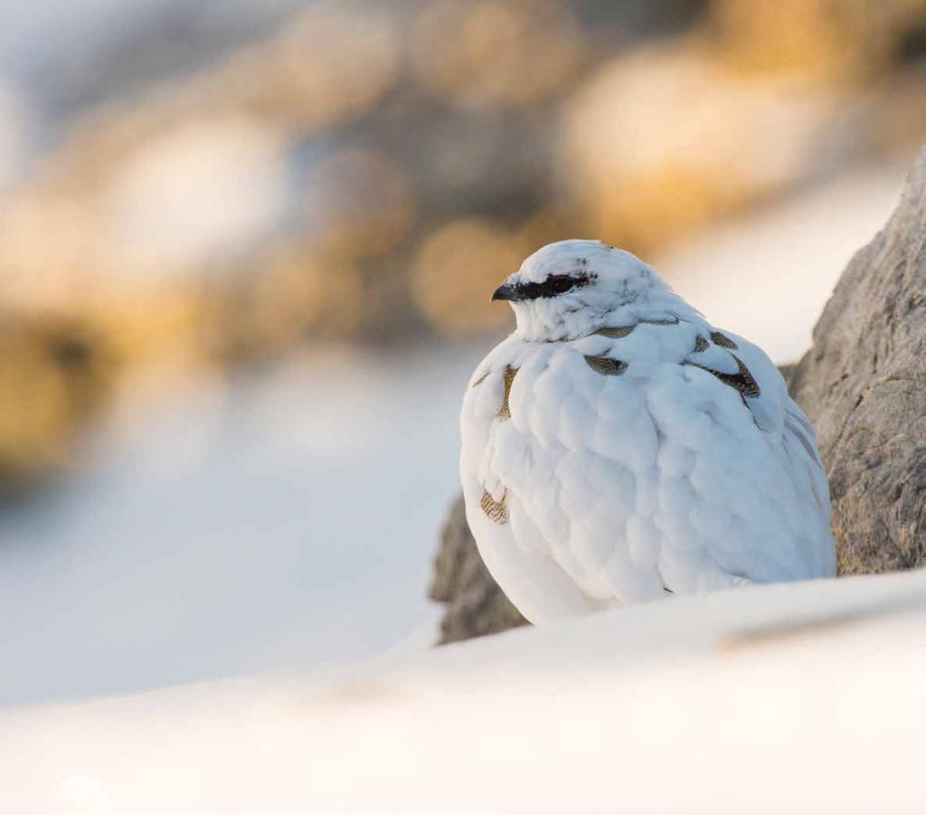 OTTOBRE 2016 Pernice bianca (Parco nazionale dello Stelvio) Batuffolo di calore sulla neve gelata, morbido cuore di tenace resistenza metafora della vita bianca, nera.