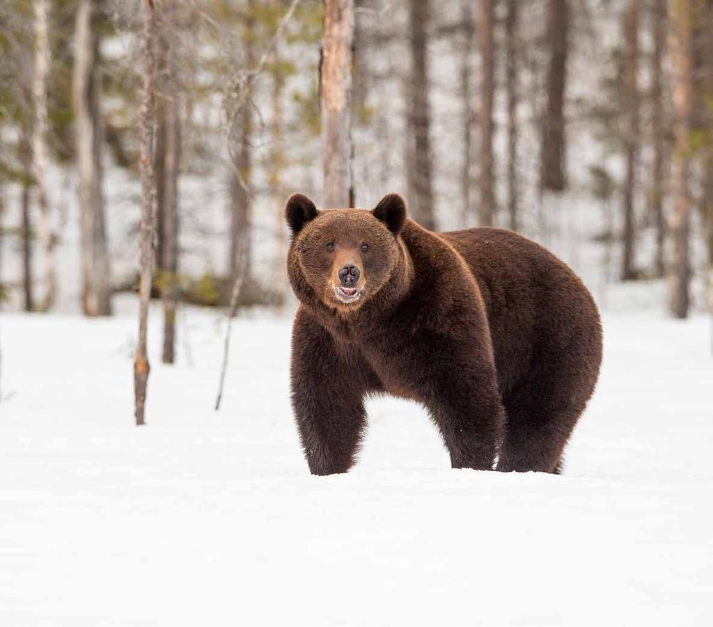 APRILE 2016 Lentiira Finlandia Stupito e immobile osserva l orso bruno un rumore inatteso, lo sguardo d un intruso Spazi infiniti nella libertà di ognuno, silenzi sconfinati in uno spazio chiuso 4