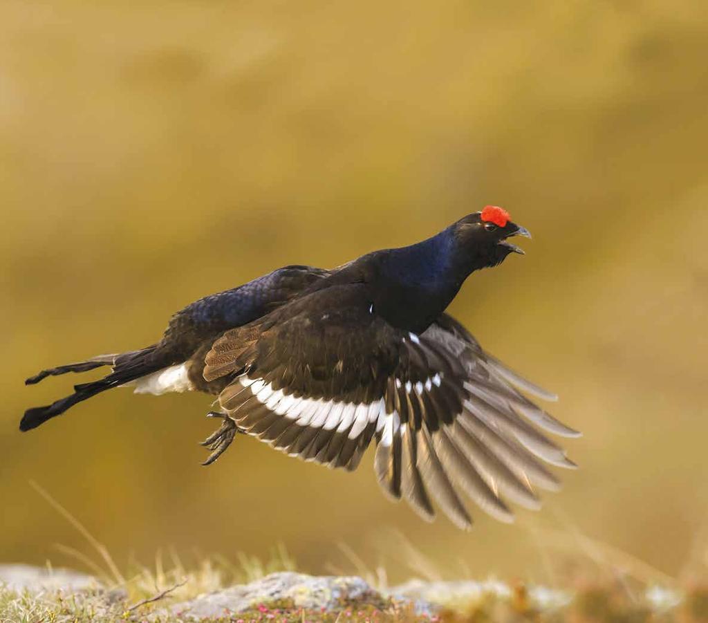 MAGGIO 2016 Gallo forcello. Conca ampezzana (Belluno) Con un fremito di vita s apre il ventaglio ed ecco si libra con un pizzico di vanità!