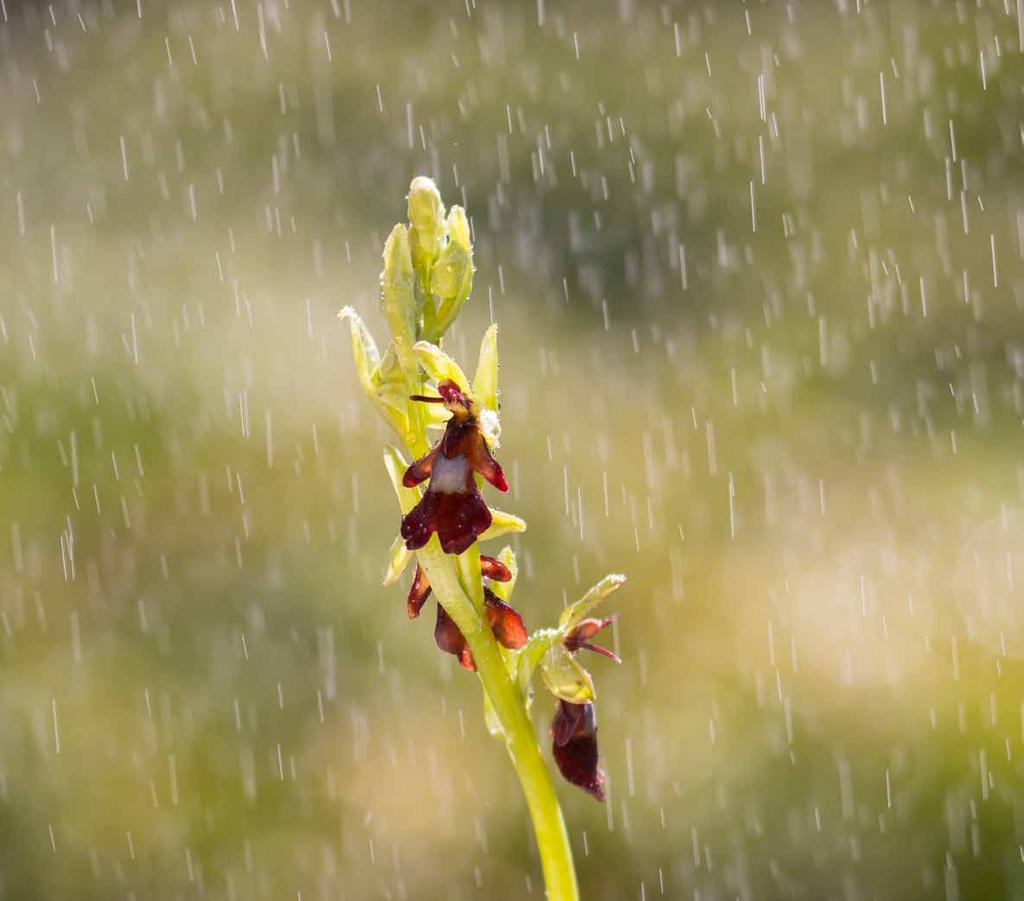 GIUGNO 2016 Orchidea ophrys insectifera. Gosaldo (Belluno) Un velo di lacrime silenziose annaffiano un orchidea nella brezza.