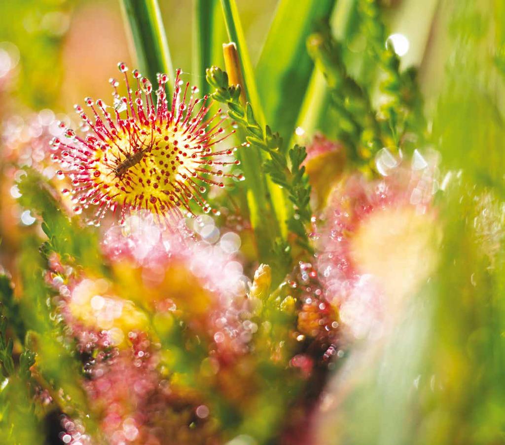 LUGLIO 2016 Drosera rotundifolia.