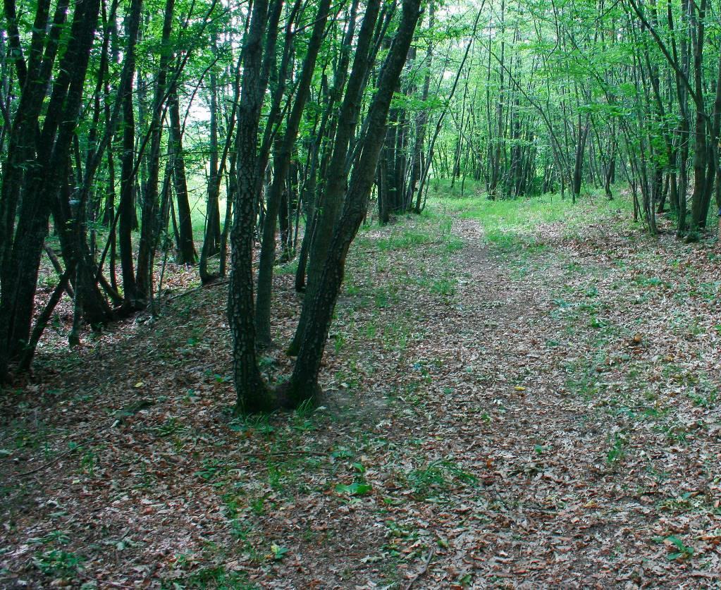 Giorgio Figura 7 Immagine di dettaglio dell ingresso alla zona boscata (parte destra della foto precedente) con