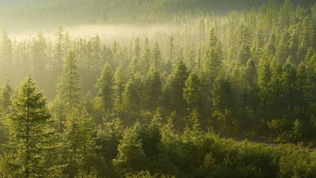 Le foreste assorbono il 25% delle emissioni di CO 2