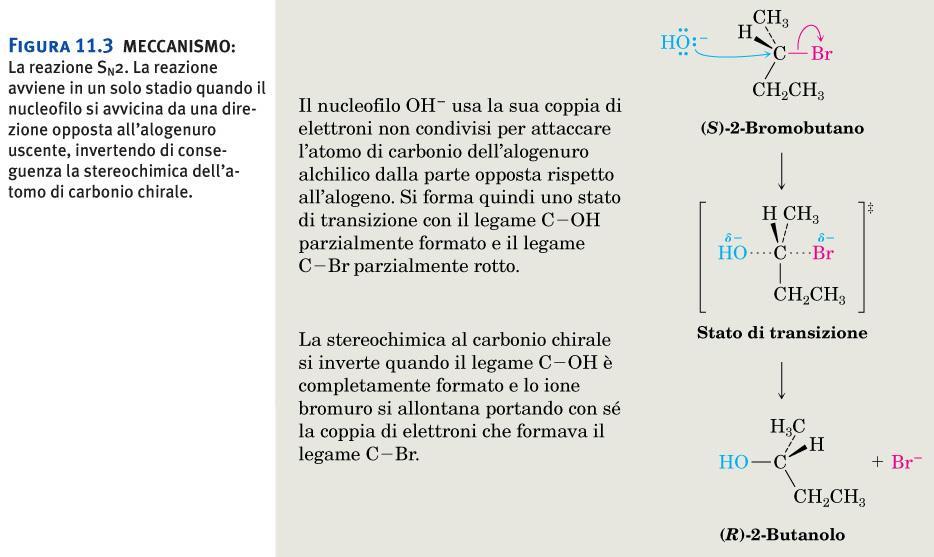 Stereochimica del meccanismo della sostituzione nucleofila alifatica bi-molecolare Sn2: inversione di configurazione Figura 11.3 MECCANISMO: La reazione SN2.