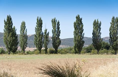 (segue)tipologie di intervento applicabili per i suoli destinati alla produzione agricola e all allevamento A seguito dei trattamenti sopra elencati, si