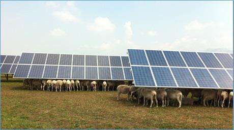 Procedure di asta e registro NO «CE-VI» per fotovoltaico a terra in aree agricole