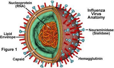 Pandemica variabilità antigenica dei virus Ricorrente