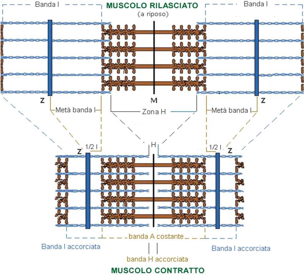 Muscolo (endomisio) Fasci di fibre muscolari (perimisio) Fibre muscolari (endomisio) Miofibrille Miofilamenti Compongono la fibra