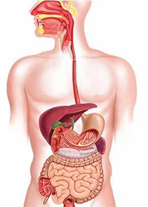 sistema nervoso vegetativo Tessuto muscolare liscio: le proteine contrattili sono disposte in modo più