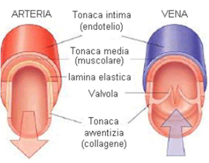 Costituisce: Tessuto muscolare liscio Le tonache muscolari degli organi cavi