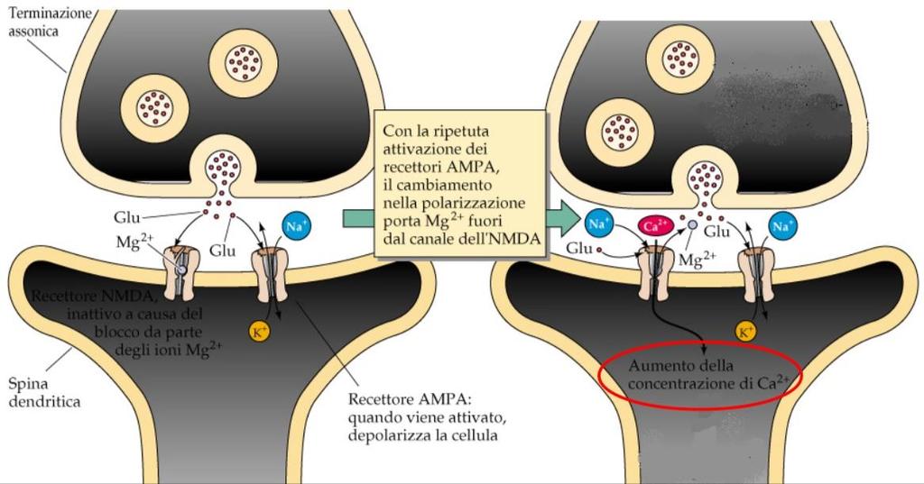 I segnali nocicettivi arrivano tramite fibre Adelta e C nel bottone sinaptico e liberano glutammato che agisce sui recettori AMPA e se lo stimolo perdura anche sui recettori NMDA.