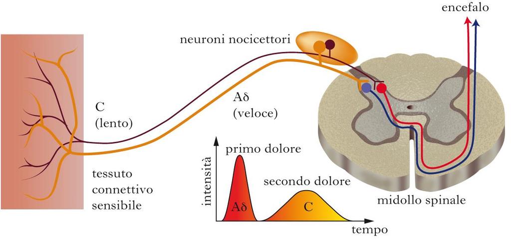 Aspetti fisiologici del dolore UNIMODALI: (FIBRE A/DELTA MIELINICHE) Stimoli termici, meccanici e chimici di bassa intensità.