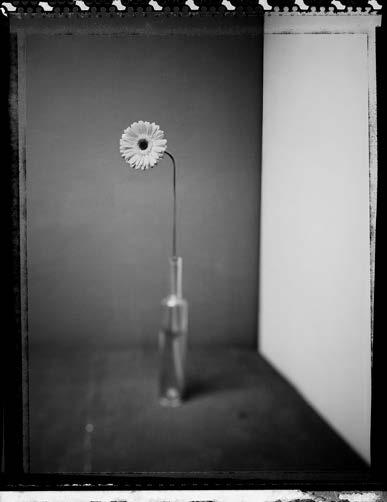 10 Mario Ermoli (Milano 1967) Gerbera in un interno 1996 cm 30 x 23,5 immagine cm 42 x 29,7 foglio Scansione da negativo Polaroid 55. Stampa Fine Art ai pigmenti in bianco e nero.
