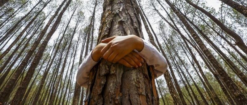 REGNO VEGETALE: Le antiche culture avevano un rapporto con la natura completamente diversa da oggi.