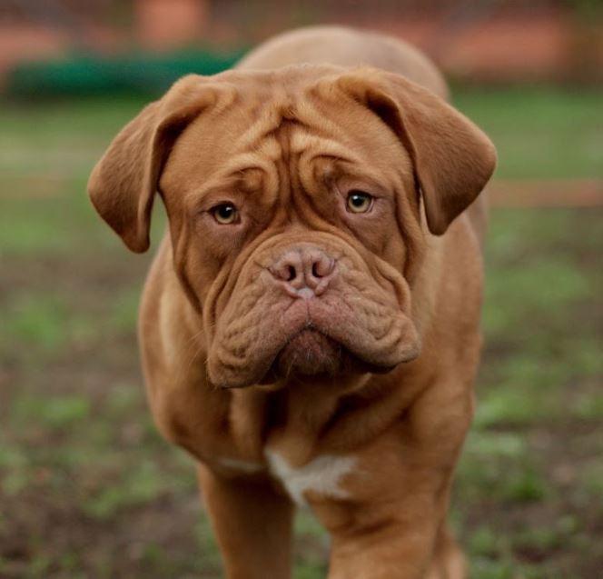 Bomboniere Solidali In un giorno speciale scegli un gesto d'amore L intero ricavato aiuterà i nostri Dogue senza famiglia Un momento di gioia è un momento di festa, da condividere con chi si ama.