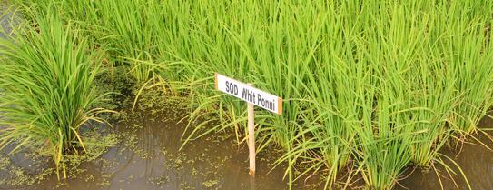 alla salinità e alla siccità in riso
