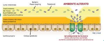 Meccanismi di Carcinogenesi Alterata permeabilità della barriera intestinale: Rottura giunzioni strette Alterazioni film di muco Traslocazione dei batteri attraverso epitelio della mucosa I macrofagi