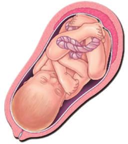 MOVIMENTO ll feto si muove fin dalle prime settimane di vita; i movimenti gli permettono di cambiare posizione evitando che la sua pelle appoggi sempre sugli stessi punti e possa esserne danneggiata;