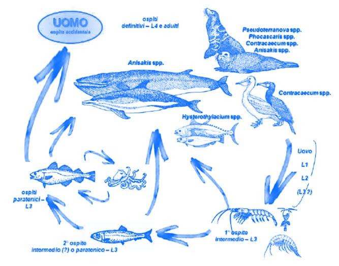 Ciclo Biologico Il ciclo biologico dei parassiti appartenenti alla famiglia Anisakidae si svolge in ambiente marino attraverso il susseguirsi di quattro stadi larvali (L1 L4).
