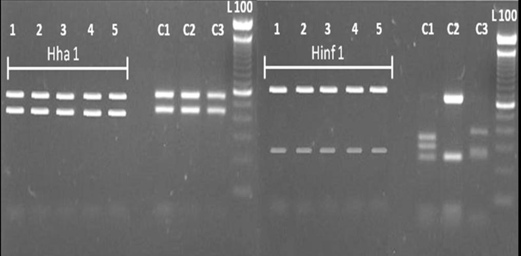 PCR-RFLP La PCR-RFLP (Restriction Fragment Length Polymorphism), ossia l amplificazione di DNA specifico e la successiva restrizione mediante l utilizzo di enzimi di restrizione (Hinf I, HhaI, Taq