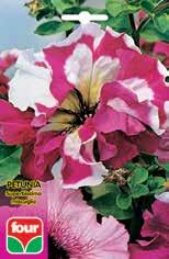 FIORI Petunia superbissima miscuglio altezza cm 25 Art. F6490.