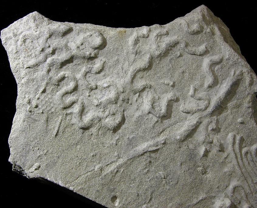Nelle arenarie le tracce fossili sono di solito conservate, in rilievo, sulla superficie inferiore degli strati.