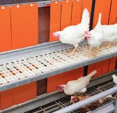 Tutti questi sono requisiti fondamentali per il benessere delle galline e per ottime performance di deposizione.