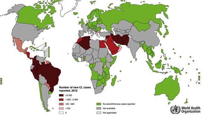 LEISHMANIOSI Malattia infettiva parassitaria a carattere zoonosico, tipica dell area del Mediterraneo, delle zone tropicali e