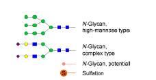 N-glycosylation Optimal VWF binding