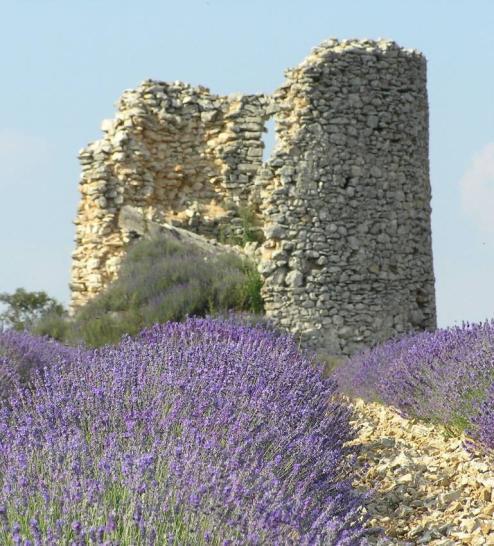 PROVENZA e CAMARGUE Le bellezze delle