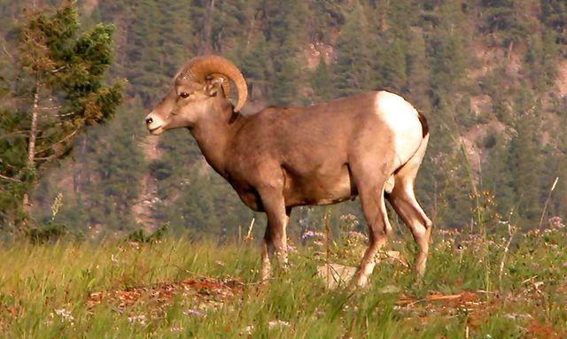 L'attrazione principale di questa area e' certamente rappresentata dal grande numero di animali presenti allo stato brado che qui si possono con facilita' incontrare.