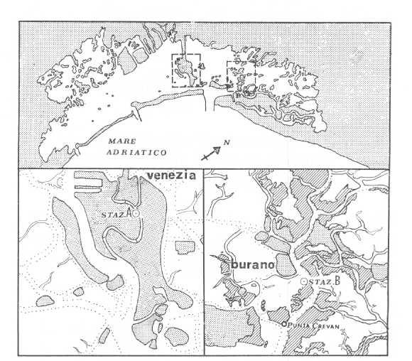 Fig. 1 - Laguna di Venezia - Stazioni di campionamento: 1937 e 1980. Materiali e metodi Gli esperimenti sono stati condotti nei giorni e nelle stazioni fissate da Brian (fig. 1). Nella Staz.