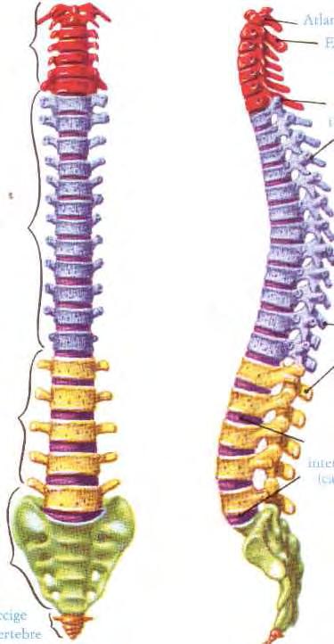 Le curve fisiologiche della colonna vertebrale La colonna vertebrale vista di fronte appare diritta, mentre di profilo presenta quattro curvature alternate: due a convessità anteriori, la zona