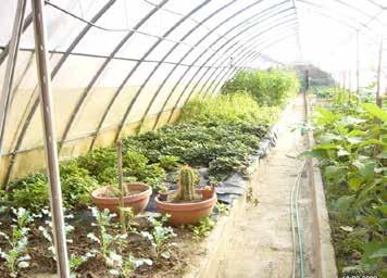 Speciale Produzioni carcerarie Le serre: fiori per l esterno e verdure per il consumo interno Recuperate e riattivate