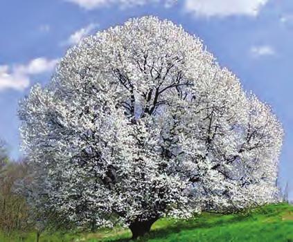 dai territori MINI NIGHT TRAIL DEL CILIEGIO SECOLARE» La primavera in Brianza ha da diversi anni un suo rito: l omaggio al maestoso ciliegio selvatico di Vergo Zoccorino diventato un monumento nel
