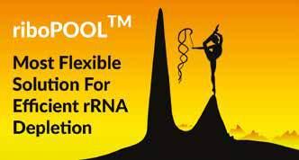 ribopools for Eukaryotes Human Mouse / rat Drosophila Arabidopsis Thaliana Zebrafish Yeast (S.