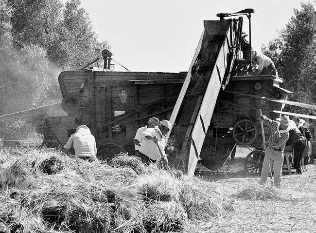 nel terreno. Se il campo da seminare era grande, la macchinetta era provvista di sei o più canalette da cui fuoruscivano i chicchi di grano ed era trainata da un bue o da un cavallo.