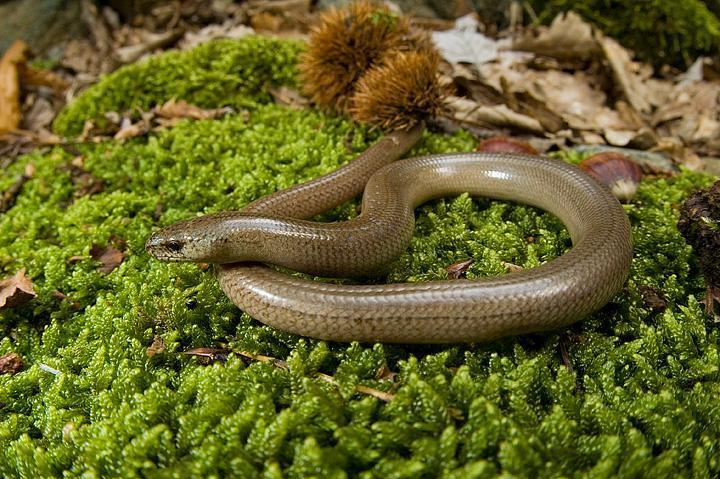 veronensis Chalcides